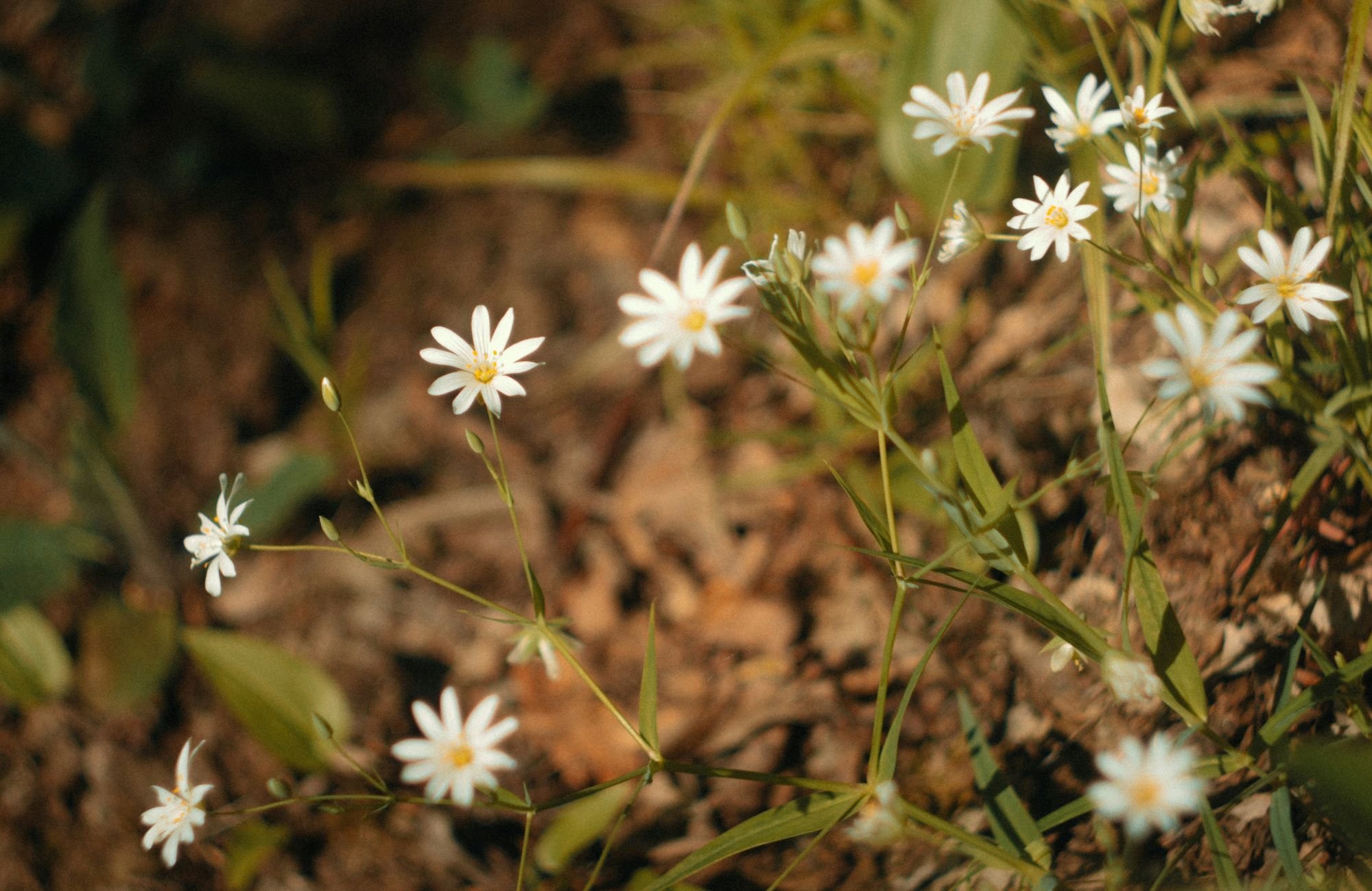 Link to Curabitur blandit tempus etiam justove stibulum porttitor